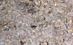 Cicindela campestris -  4. Fund