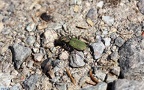 Cicindela campestris -  6. Fund