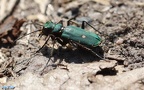 Cicindela campestris -  7. Fund