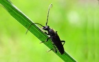 Familie Cerambycidae (Latreille, 1802)