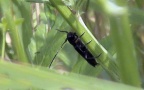Familie Cerambycidae (Latreille, 1802)