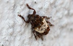 Pogonocherus hispidulus (Linnæus, 1758)