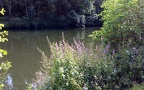 Agelastica alni -  7. Fund (Fundortfoto)