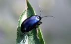 Agelastica alni -  7. Fund