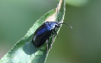 Agelastica alni -  7. Fund