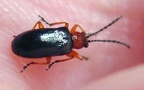 Familie Chrysomelidae (Latreille, 1802)