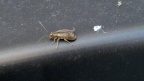 Familie Chrysomelidae (Latreille, 1802)