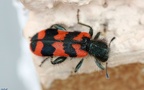 Familie Cleridae (Latreille, 1802)