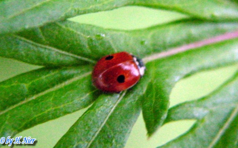 adalia_bipunctata_1a.jpg