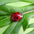 Adalia bipunctata -  1. Fund
