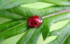 Adalia bipunctata -  1. Fund