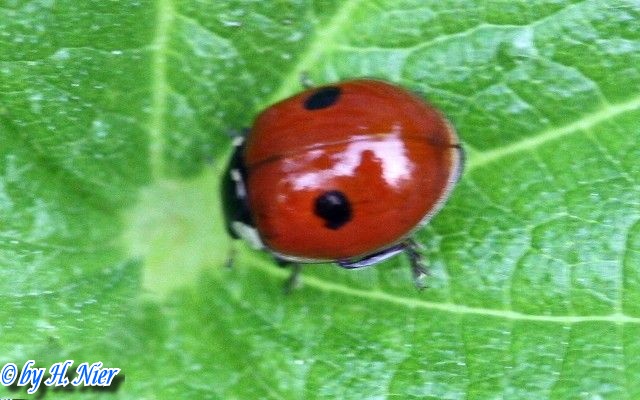 adalia_bipunctata_2a.jpg