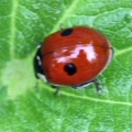 Adalia bipunctata -  2. Fund
