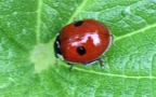 Adalia bipunctata -  2. Fund