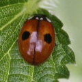 Adalia bipunctata -  3. Fund