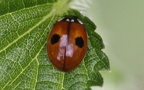 Adalia bipunctata -  3. Fund