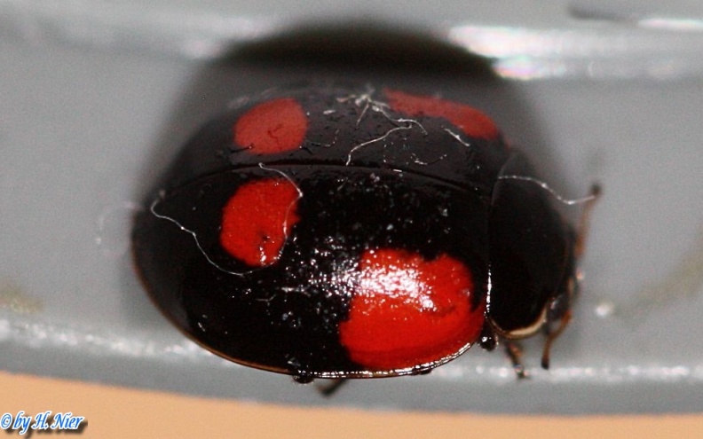 adalia_bipunctata_4a.jpg