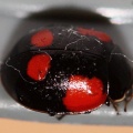 Adalia bipunctata -  4. Fund