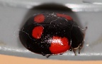 Adalia bipunctata -  4. Fund