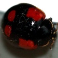 Adalia bipunctata -  4. Fund