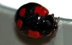 Adalia bipunctata -  4. Fund