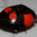 Adalia bipunctata -  4. Fund