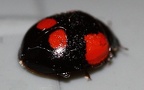 Adalia bipunctata -  4. Fund