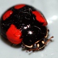 Adalia bipunctata -  4. Fund