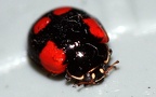 Adalia bipunctata -  4. Fund