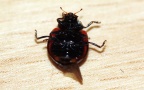 Adalia bipunctata -  4. Fund