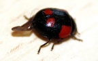 Adalia bipunctata -  4. Fund
