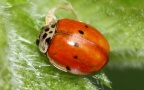 Adalia decempunctata - 10. Fund