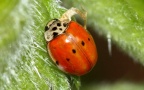 Adalia decempunctata - 10. Fund