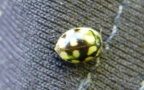 Adalia decempunctata -  1. Fund