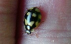 Adalia decempunctata -  1. Fund
