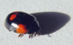 Adalia decempunctata -  2. Fund