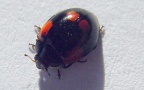 Adalia decempunctata -  2. Fund