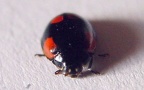 Adalia decempunctata -  2. Fund
