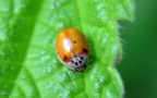 Adalia decempunctata -  3. Fund