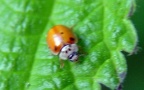Adalia decempunctata -  3. Fund