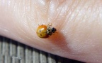 Adalia decempunctata -  4. Fund