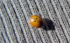 Adalia decempunctata -  4. Fund