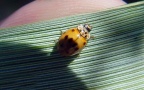 Adalia decempunctata -  5. Fund