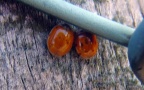 Adalia decempunctata -  5. Fund