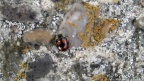 Adalia decempunctata -  6. Fund