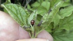 Adalia decempunctata -  8. Fund