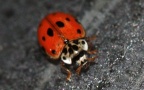 Adalia decempunctata -  9. Fund
