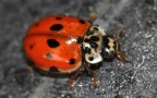 Adalia decempunctata -  9. Fund