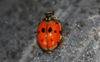 Adalia decempunctata -  9. Fund