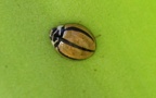 Familie Coccinellidae (Latreille, 1807)